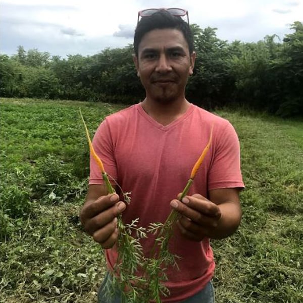 winter_moon_roots_082319_rosendo_carrots_oneandhalf_months_planted_600px