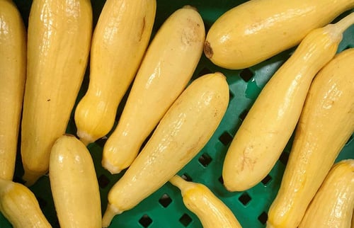 yellow_summer_squash_1080px