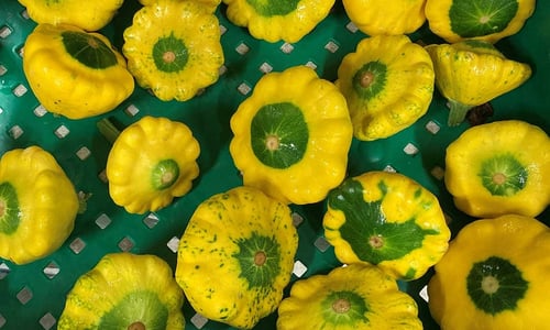 yellow_summer_squash_flat_pattypan_1080px