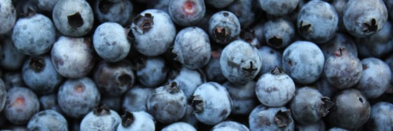 wild-blueberries-close-up-600px