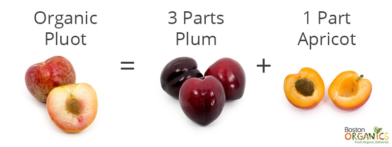 an image from the blogpost Are Pluots GMOs? And Other Questions About Hybrid Stone Fruit