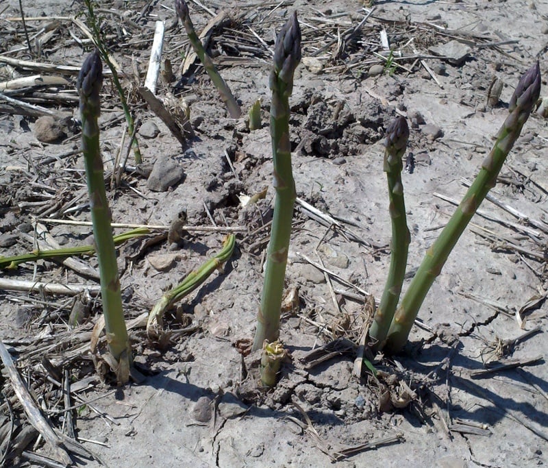 asparagus growing | Pedersen Farms