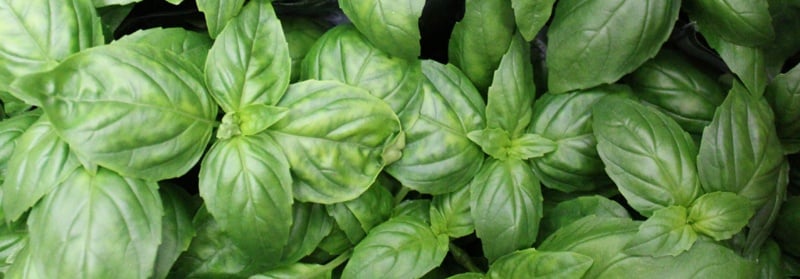 basil leaves | Boston Organics