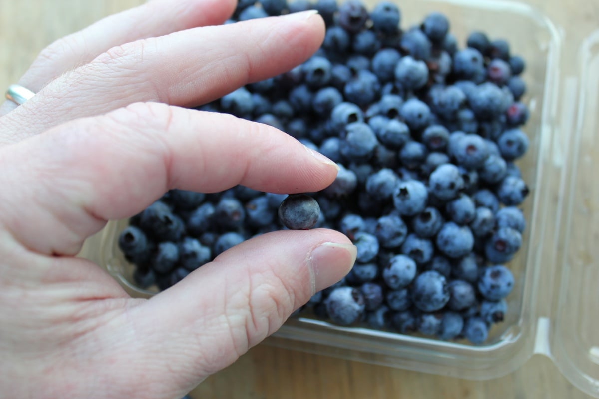 Organic Wild Blueberries in Hand | Boston Organics
