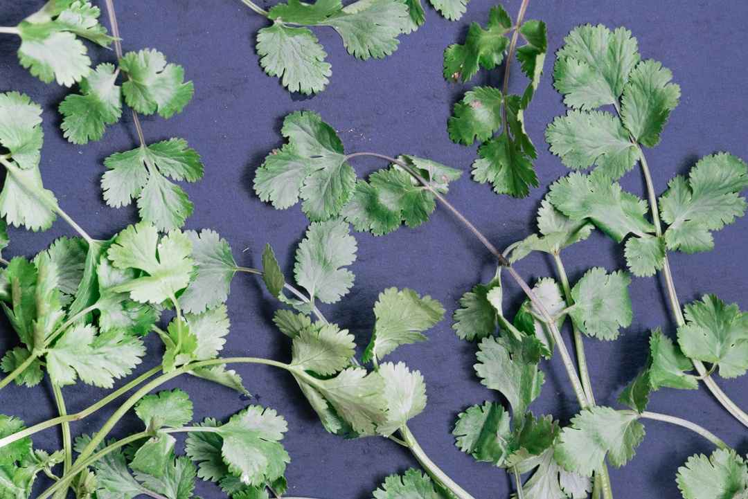 an image from the blogpost Field Guide to Organic Culinary Herbs