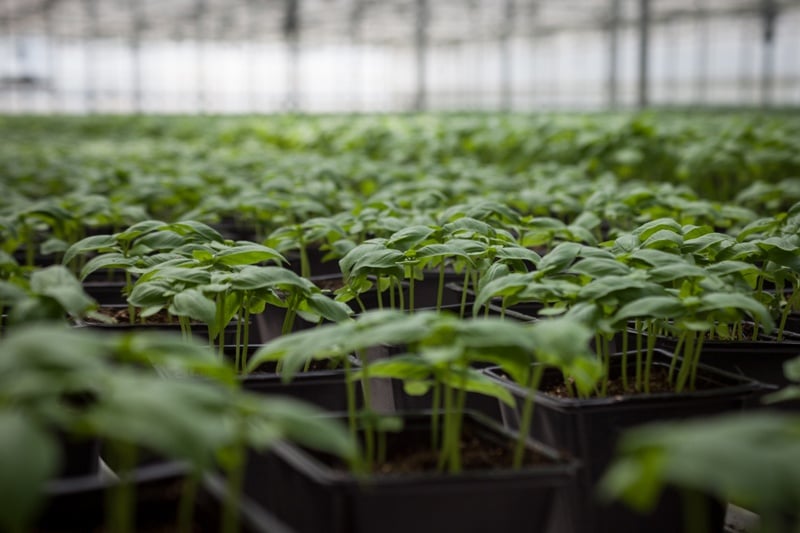 greenhouse basil | Boston Organics