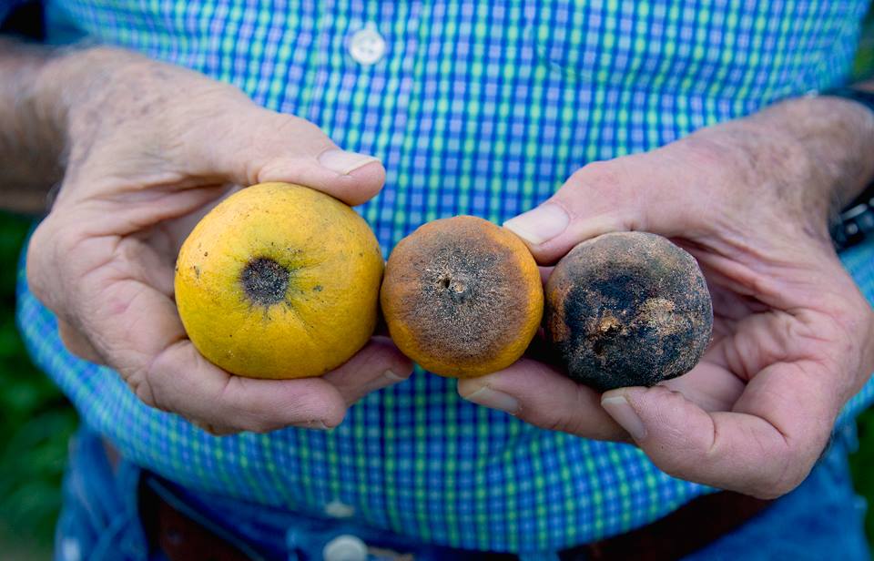an image from the blogpost One Grower's Sweet Fruit in the Fight Against Citrus Greening