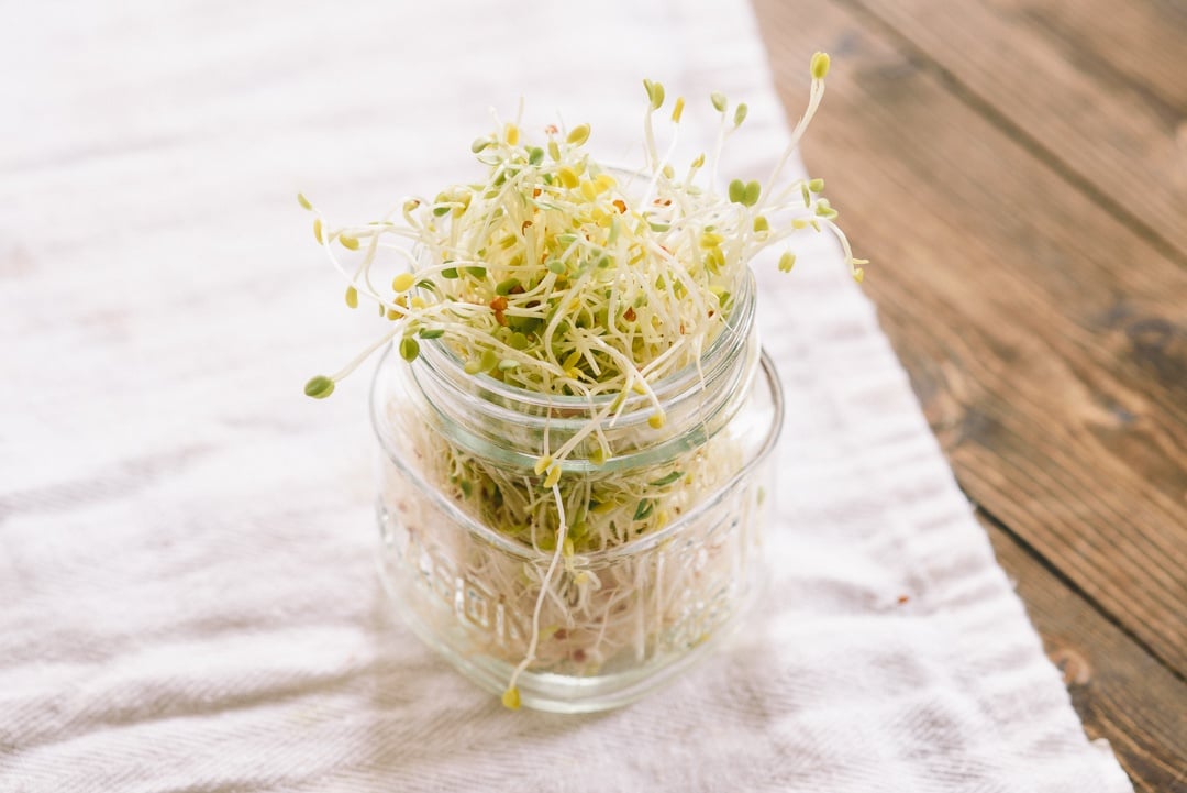 an image from the blogpost A Simple Guide to Organic Sprouts