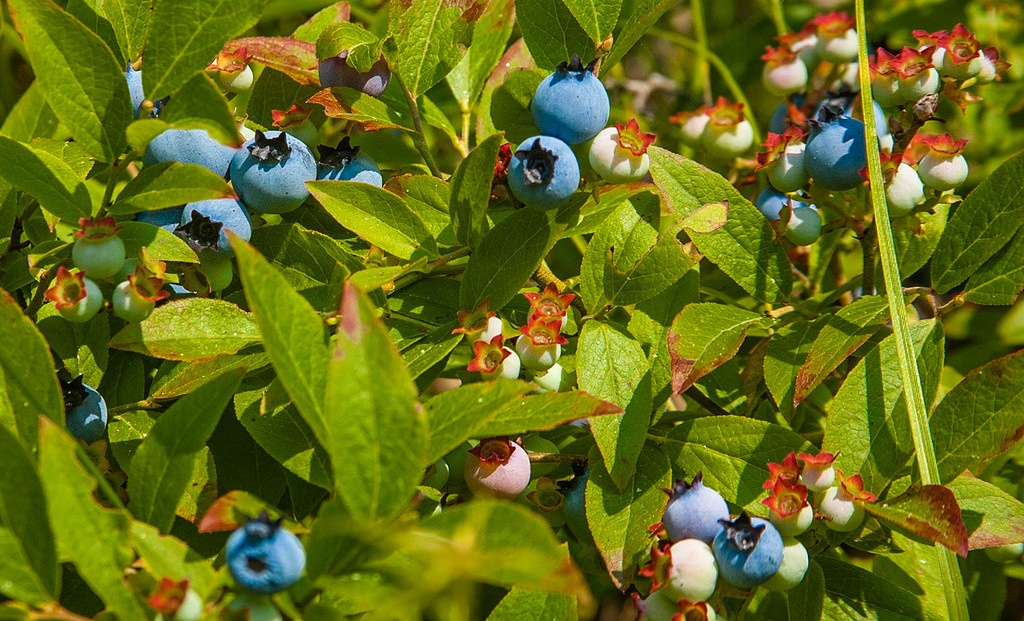 Wild Blueberry Bush | Paul VanDerWerf (Flickr)