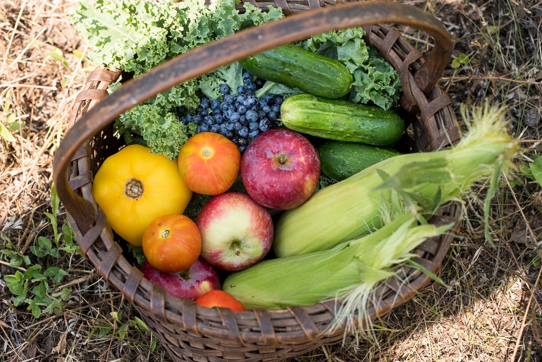 Local Tomatoes, Blueberries, Corn | Boston Organics