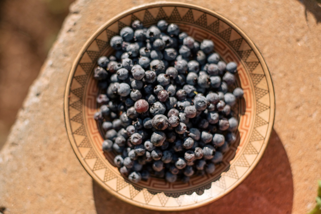 an image from the blogpost Wild Blueberries Are Back!