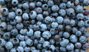 an image from the blogpost Blueberry Briefings (or where are my Wild Maine Berries?)