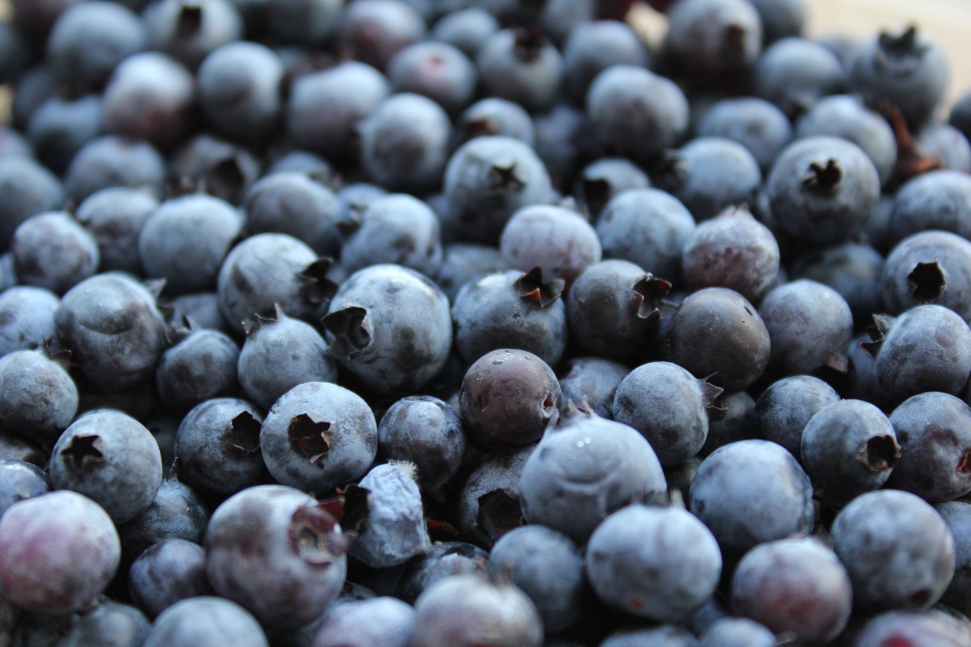 an image from the blogpost Maine Wild Blueberries - They don't call them wild for nothing