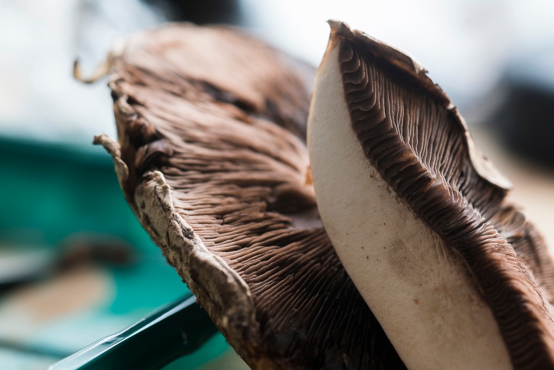 mushroom_portabella_closeup2_1080px