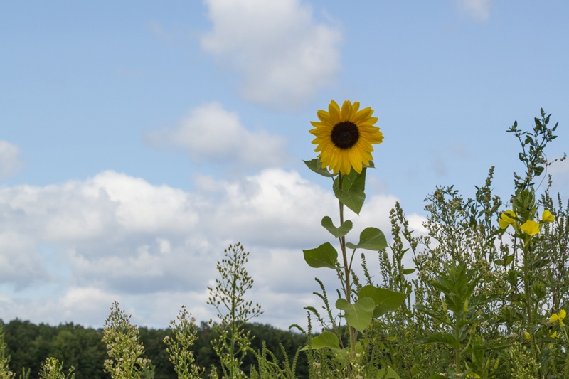 Summer Sunflower | Boston Organics