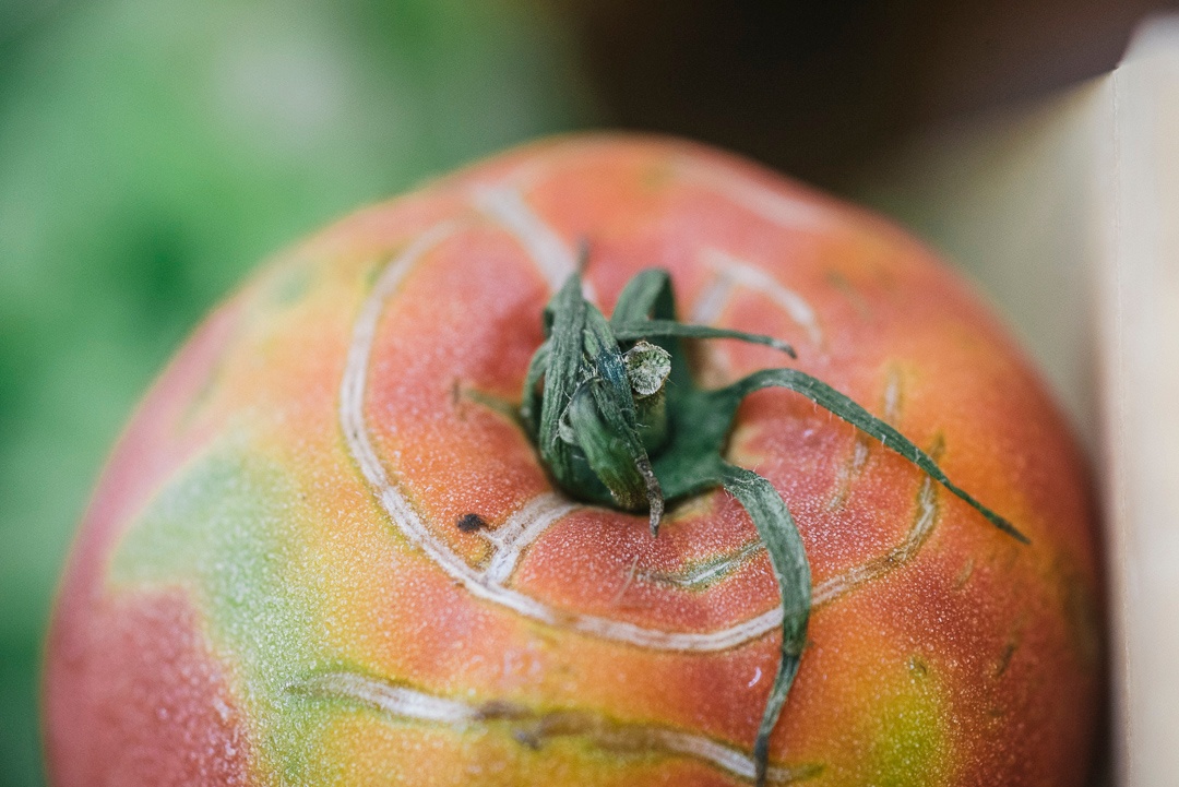 Organic Heirloom Tomato | Atlas Farm