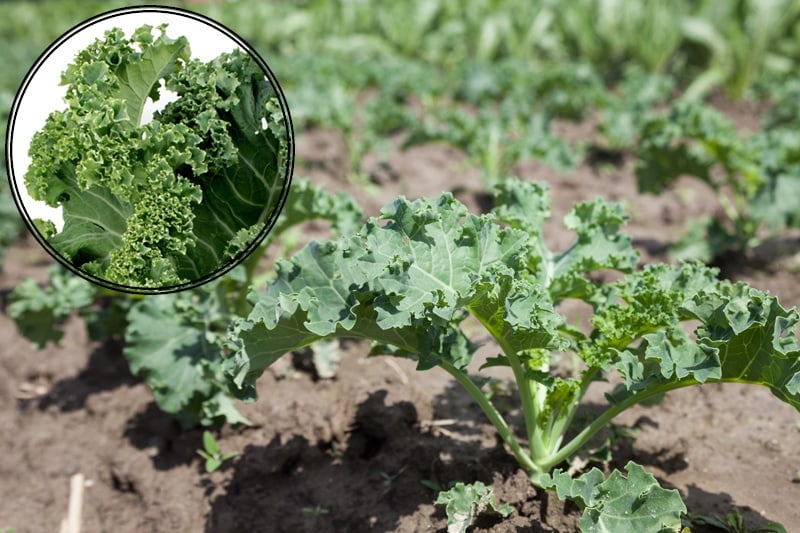 Curly Leaf Kale | Boston Organics
