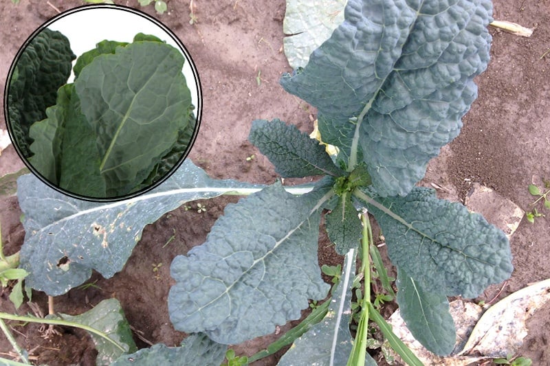 Lacinato Kale | Boston Organics