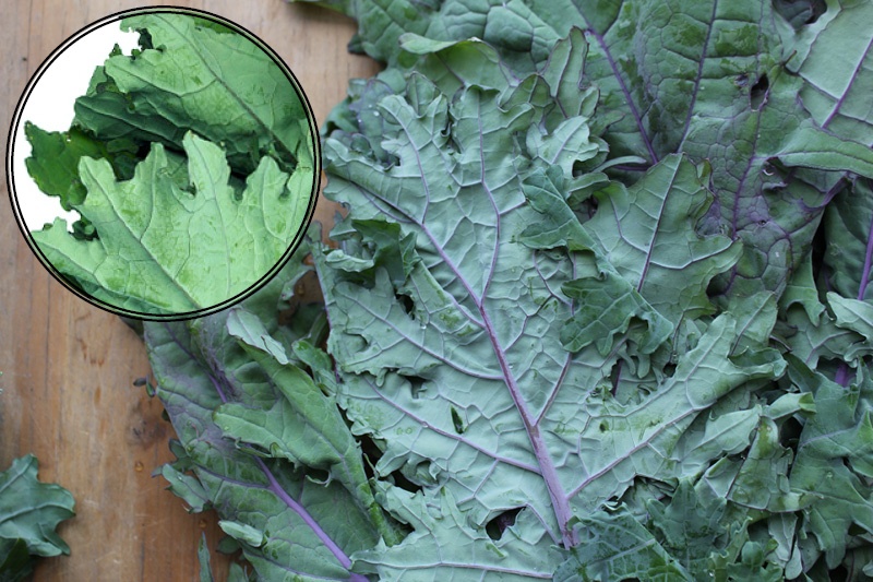 Red Russian Kale | Boston Organics
