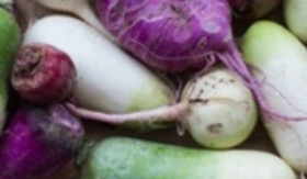 an image from the blogpost What Kind of Radish Is This?!
