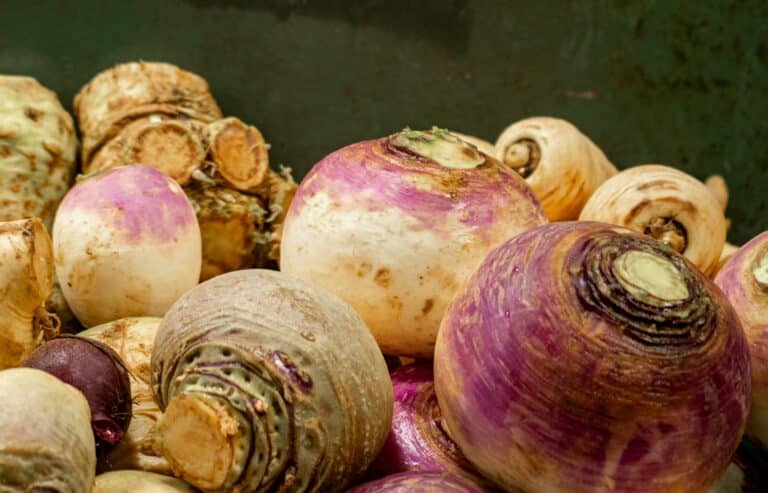 A bunch of turnips are ready to eat.